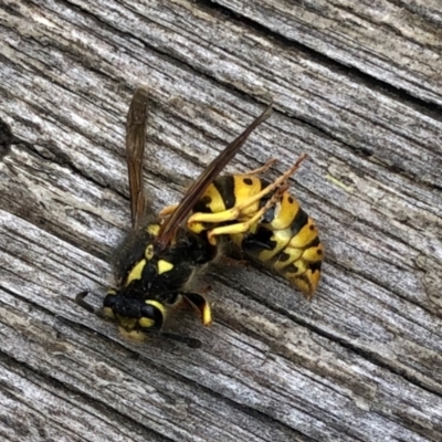 Vespula germanica (European wasp) at Aranda, ACT - 23 May 2022 by KMcCue