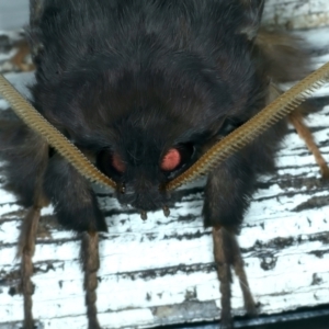 Oxycanus unidentified species near silvanus at Ainslie, ACT - 22 May 2022 11:01 PM