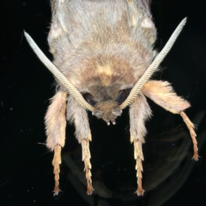 Oxycanus unidentified species near silvanus at Ainslie, ACT - 23 May 2022