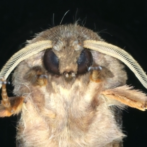 Oxycanus unidentified species near silvanus at Ainslie, ACT - 23 May 2022