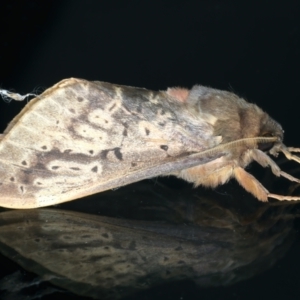 Oxycanus unidentified species near silvanus at Ainslie, ACT - 23 May 2022