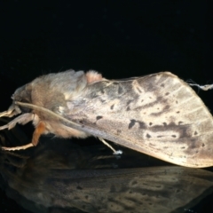 Oxycanus unidentified species near silvanus at Ainslie, ACT - 23 May 2022