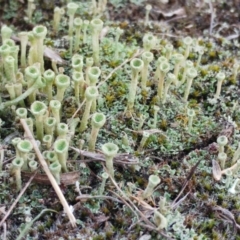 Cladonia sp. (genus) (Cup Lichen) at The Pinnacle - 24 May 2022 by sangio7