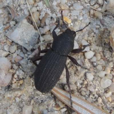 Amycterus abnormis (Ground weevil) at Paddys River, ACT - 23 Jan 2022 by michaelb