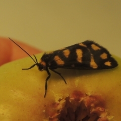 Asura lydia (Lydia Lichen Moth) at Pollinator-friendly garden Conder - 25 Mar 2022 by michaelb