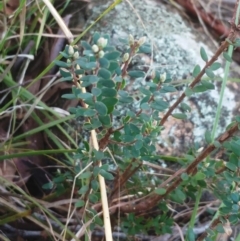 Brachyloma daphnoides (Daphne Heath) at The Pinnacle - 24 May 2022 by sangio7