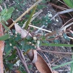 Brachyloma daphnoides at Weetangera, ACT - 24 May 2022