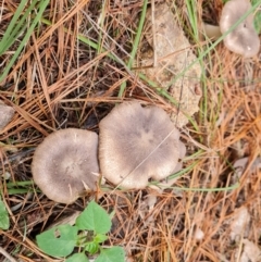 Tricholoma sp. (gills white/creamy) at Isaacs, ACT - 25 May 2022