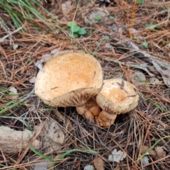 Lactarius deliciosus (Saffron Milkcap) at Isaacs, ACT - 25 May 2022 by Mike