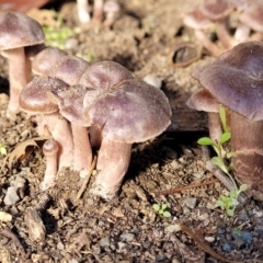 Cortinarius sp. (Cortinarius) at Lyneham, ACT - 25 May 2022 by trevorpreston