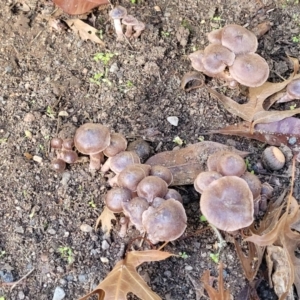 Cortinarius sp. at Lyneham, ACT - 25 May 2022 09:29 AM