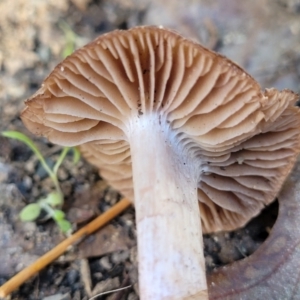 Cortinarius sp. at Lyneham, ACT - 25 May 2022 09:29 AM