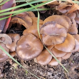 Cortinarius sp. at Lyneham, ACT - 25 May 2022 09:29 AM