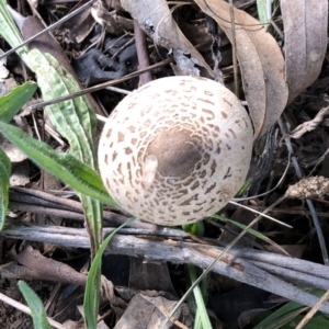 Lepiota s.l. at Hughes, ACT - 22 May 2022 12:42 PM