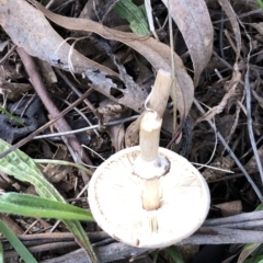 Lepiota s.l. at Hughes, ACT - 22 May 2022