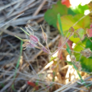 Pelargonium australe at Weetangera, ACT - 24 May 2022