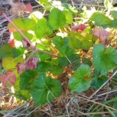 Pelargonium australe at Weetangera, ACT - 24 May 2022