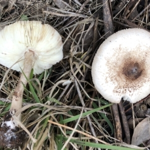 Lepiota s.l. at Hughes, ACT - 13 May 2022