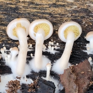 Gymnopilus sp. at Cotter River, ACT - 25 May 2022 04:34 PM