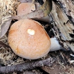 Gymnopilus sp. at Cotter River, ACT - 25 May 2022 04:34 PM