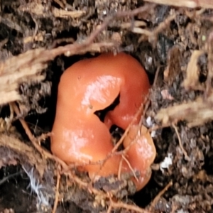 Australoplana alba at Cotter River, ACT - 25 May 2022