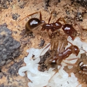 Aphaenogaster longiceps at Cotter River, ACT - 25 May 2022 04:37 PM