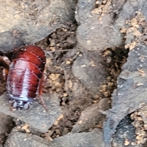 Blattidae sp. (family) at Cotter River, ACT - 25 May 2022 04:38 PM