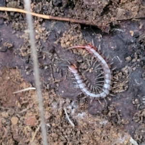 Cormocephalus aurantiipes at Cotter River, ACT - 25 May 2022 04:40 PM