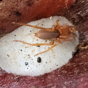 Clubiona sp. (genus) at Cotter River, ACT - 25 May 2022