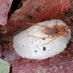 Clubiona sp. (genus) at Cotter River, ACT - 25 May 2022