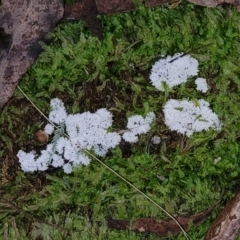 Ceratiomyxa fruticulosa (Coral Slime) at Lower Cotter Catchment - 25 May 2022 by trevorpreston