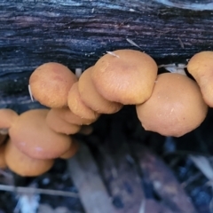 zz agaric (stem; gills not white/cream) at Cotter River, ACT - 25 May 2022 04:46 PM