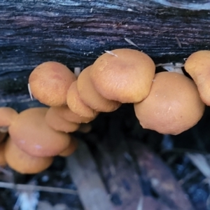 zz agaric (stem; gills not white/cream) at Cotter River, ACT - 25 May 2022 04:46 PM