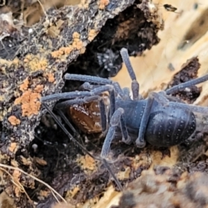 Triaenonychidae (family) at Cotter River, ACT - 25 May 2022