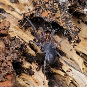 Triaenonychidae (family) at Cotter River, ACT - 25 May 2022