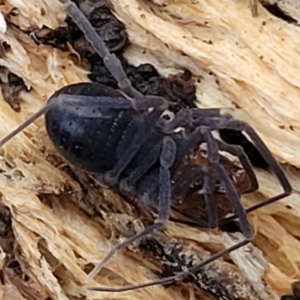 Triaenonychidae (family) at Cotter River, ACT - 25 May 2022