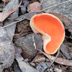 Aleuria sp. (An Orange peel fungus) at Cotter River, ACT - 25 May 2022 by trevorpreston