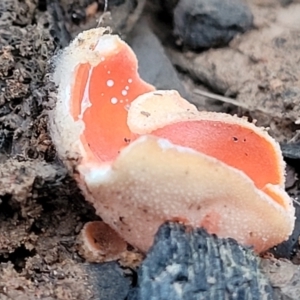 Aleuria sp. (genus) at Cotter River, ACT - 25 May 2022