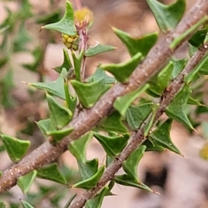 Acacia gunnii at Cotter River, ACT - 25 May 2022