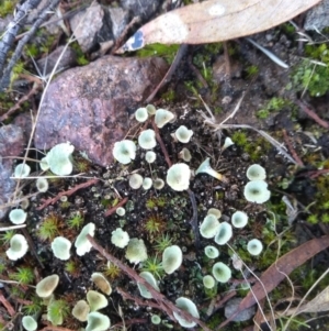 Cladonia sp. (genus) at Cooma, NSW - 9 May 2022