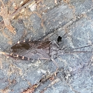 Amorbus sp. (genus) at Cotter River, ACT - 25 May 2022 04:18 PM