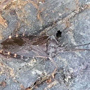 Amorbus sp. (genus) at Cotter River, ACT - 25 May 2022