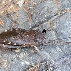 Amorbus sp. (genus) at Cotter River, ACT - 25 May 2022