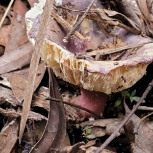 Russula 'purpureoflava group' at Cotter River, ACT - 25 May 2022