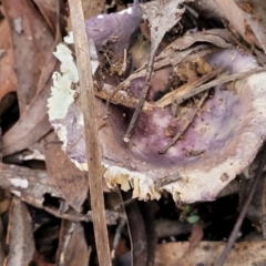 Russula 'purpureoflava group' at Cotter River, ACT - 25 May 2022 04:16 PM