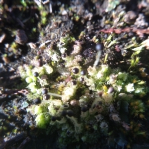 Fossombronia sp. (genus) at Cooma, NSW - 24 May 2022