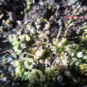 Fossombronia sp. (genus) at Cooma, NSW - 24 May 2022