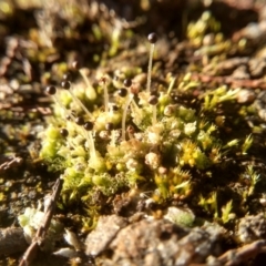 Fossombronia sp. (genus) at Cooma, NSW - 24 May 2022