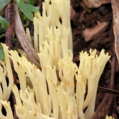 Ramaria sp. at Cotter River, ACT - 25 May 2022 04:15 PM