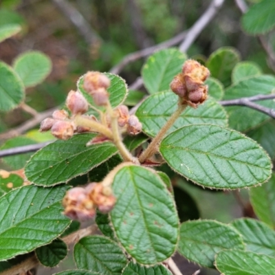 Pomaderris betulina (Birch Pomaderris) at Cotter River, ACT - 25 May 2022 by trevorpreston